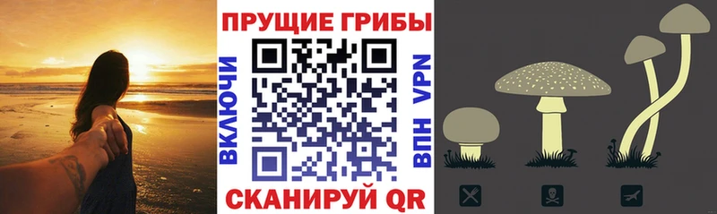 Купить закладки  Пласт  Галлюциногенные грибы GOLDEN TEACHER 